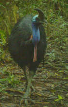 Camera trap photo: cassowary at Baralba Reserve