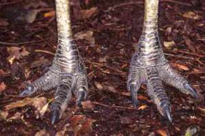 Cassowary feet and legs (photo courtesy of WTMA)