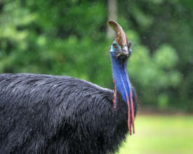 A Southern Cassowary