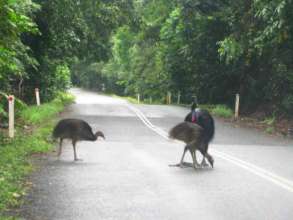 Cassowary family on road (photo MFaught)