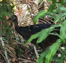 The Cassowary near Nightwings