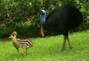 Three cassowary chicks with their dad