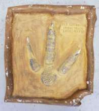 Cassowary track