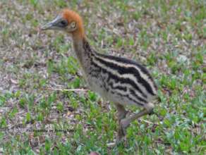 A Cassowary Chick