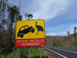 Car strikes are a major problem
