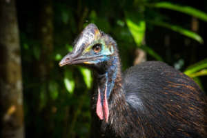 Cassowary Image (c) Martin Stringer
