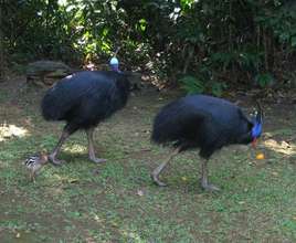 Cassowaries are frequenting the planting site