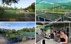 Nursery seedlings, hardening area & potting work
