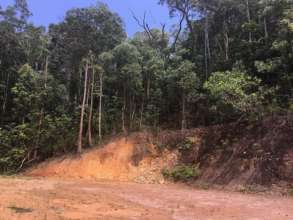 Lot 32, Cape Tribulation Rd