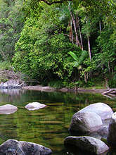 Mossman Creek, Cassowary Conservation Reserve