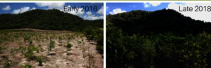 The Nightwings Project in Mossman QLD
