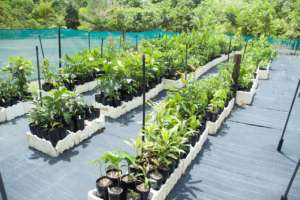 Native seedlings: future Cassowary food supply