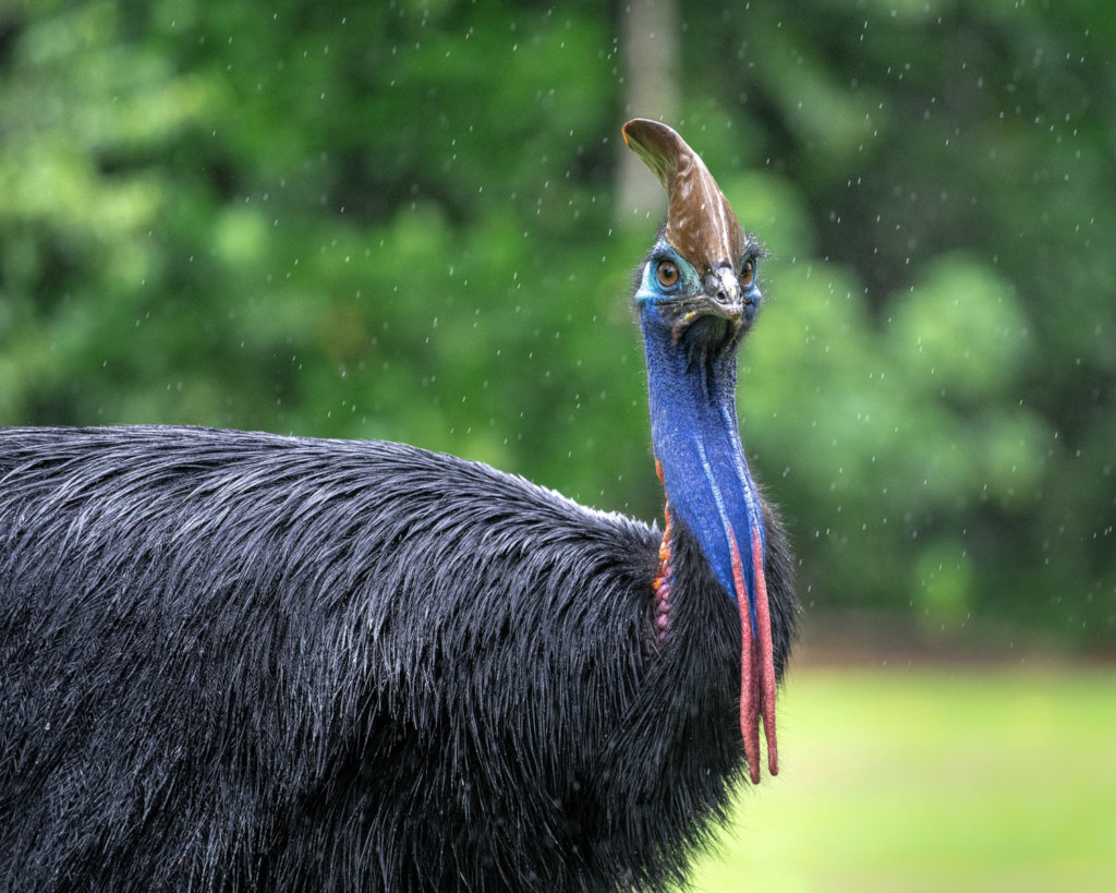 Cassowary (Martin Stringer Photography)