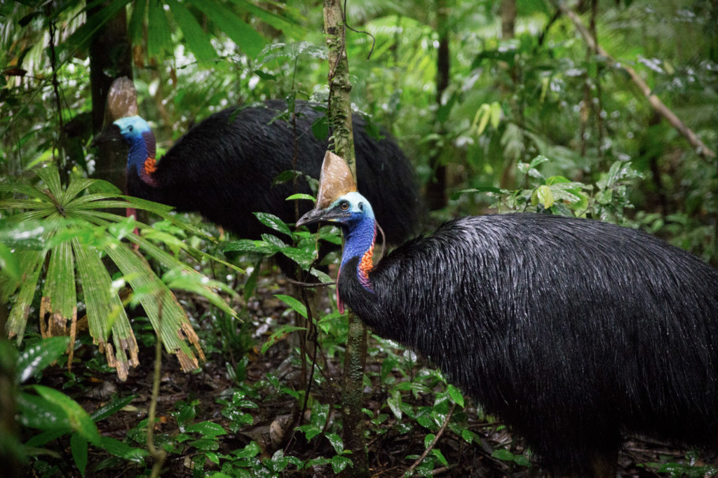 Two cassowaries (Martin Stringer Photography)