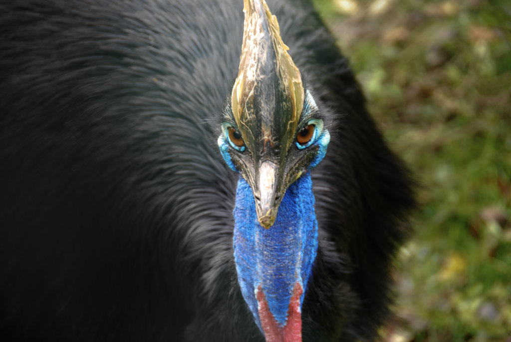 Image courtesy of Paul Ijsendoorm
