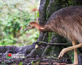 Southern Cassowary (Credit: Martin Stringer)