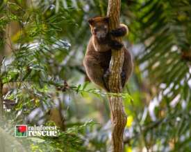 Bennett's Tree Roo (Credit: David White)