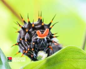 Birdwing Caterpillar (Credit: Martin Stringer)
