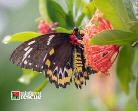 Cairns Birdwing (Credit: Martin Stringer)