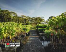 Native Nursery (Credit: Martin Stringer)