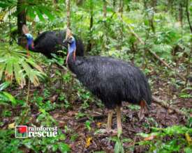 Southern Cassowaries (Credit: Martin Stringer)