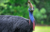 Save the Cassowary from Extinction in Australia