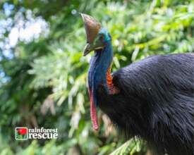 Propagate and Plant: Cassowary Conservation