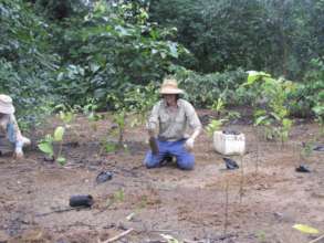 Planting Trees at Nightwings