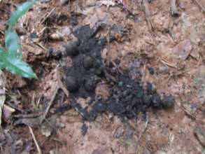 Cassowary 'poop'
