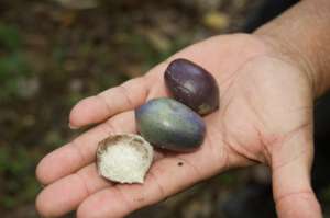 Rainforest fruit being collected for the nursery
