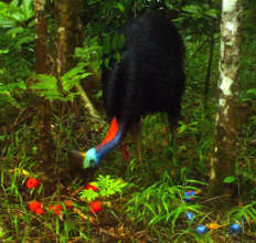 Camera trap photo: cassowary attracted to red lure