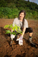 Volunteer Planting a Tree
