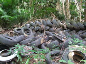 Tyres dumped in the lowland Daintree rainforest