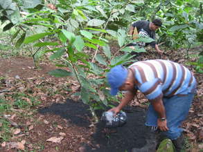 Applying BioChar in Farms