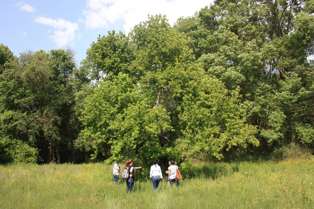 Revive 1000 hectares of the Mugla Sweetgum Forest
