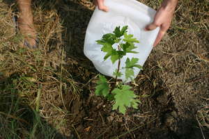 Revive 1000 hectares of the Mugla Sweetgum Forest