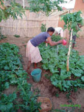 Watering the vegetables