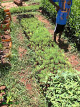 Nursery with tree seedlings