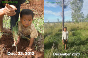 Trees grow and Roman gorows up with them