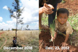Reforestation 2013 to 2018