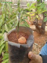Grafting avocado - an art Jean mastered well