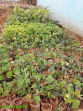 Reforestation ready to happen