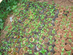 Tree seedlings