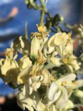 Moringa oleifera flowers