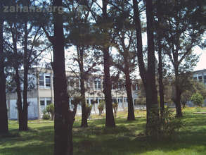 Ironwood grove that was the inspiration