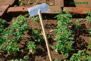 Morings Seedling in the Gardener's Plot