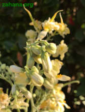 Moringa flower buds