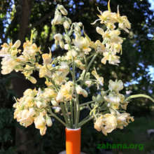 Moringa oleifera flowers