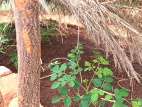 Moringa seedling growing well