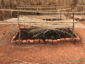 Moringa seedlings in the new tree nursery